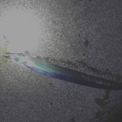 連日太刀魚釣果